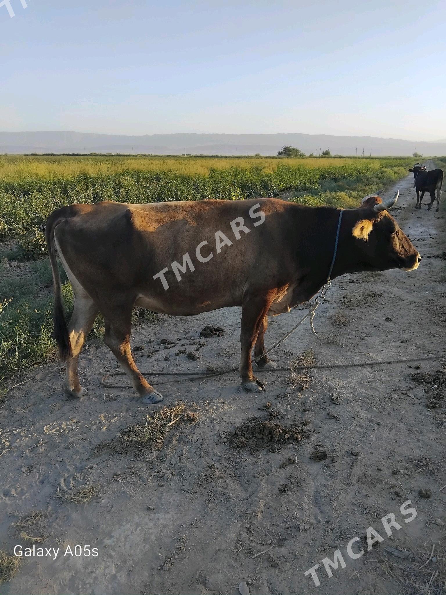 Bogaz sygyr - Яшлык - img 3