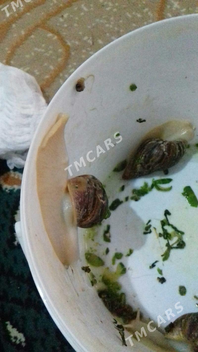 Ulitga - Aşgabat - img 2