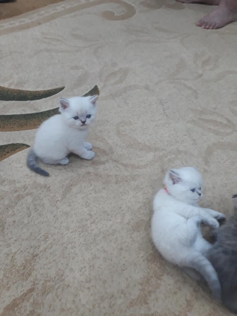 Котята шотландской породы. - Туркменабат - img 2