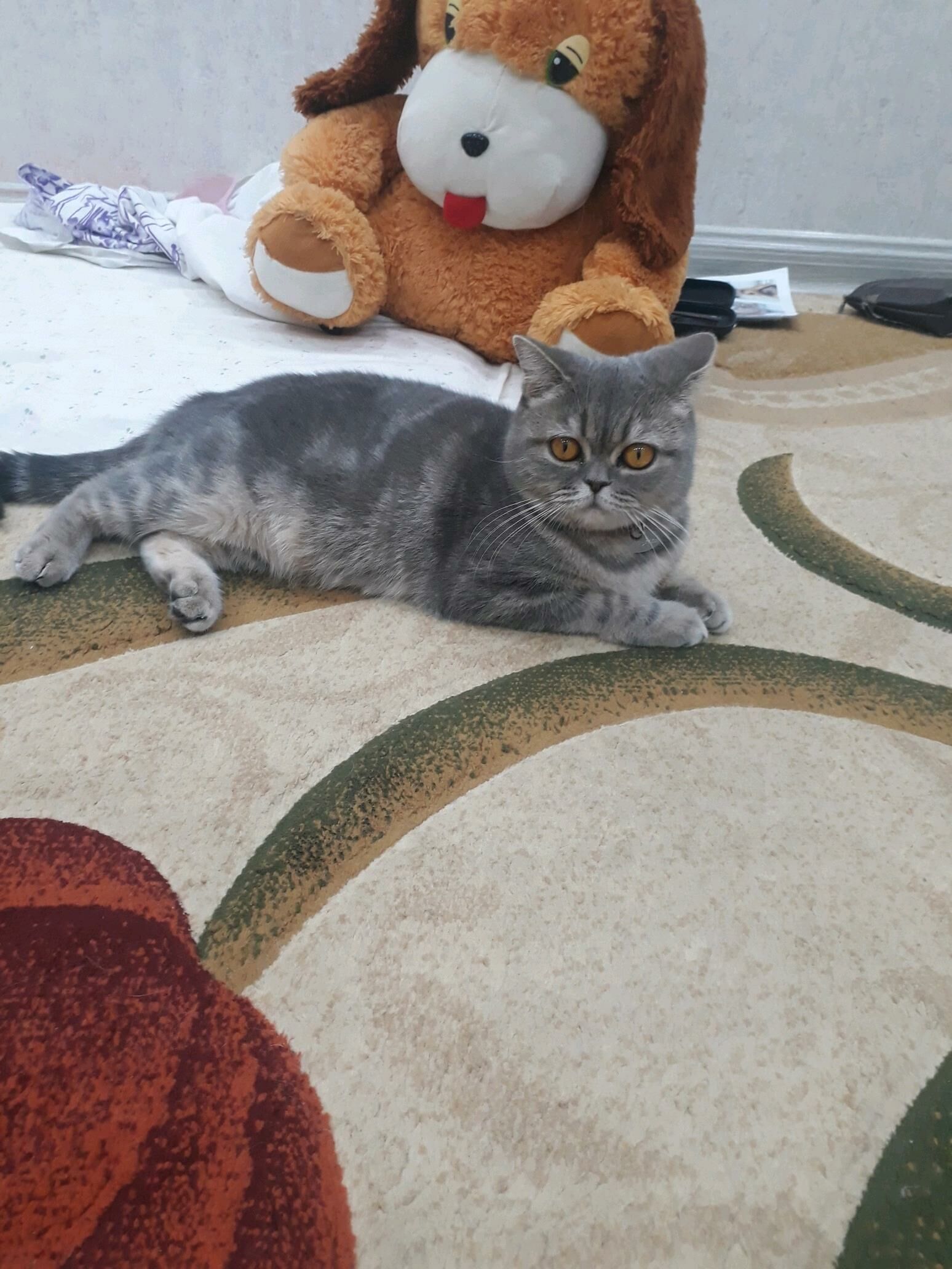 Котята шотландской породы. - Туркменабат - img 4