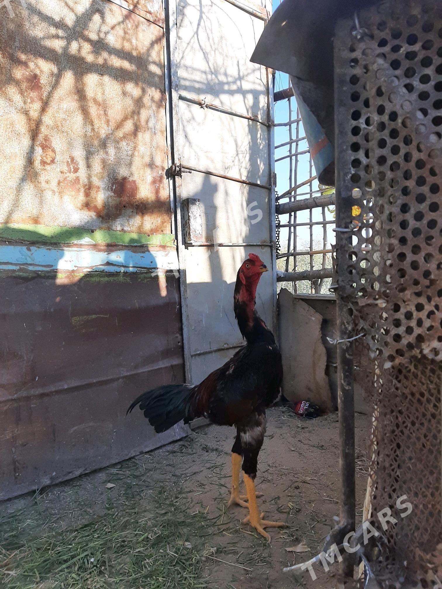 horaz - Seýdi - img 2