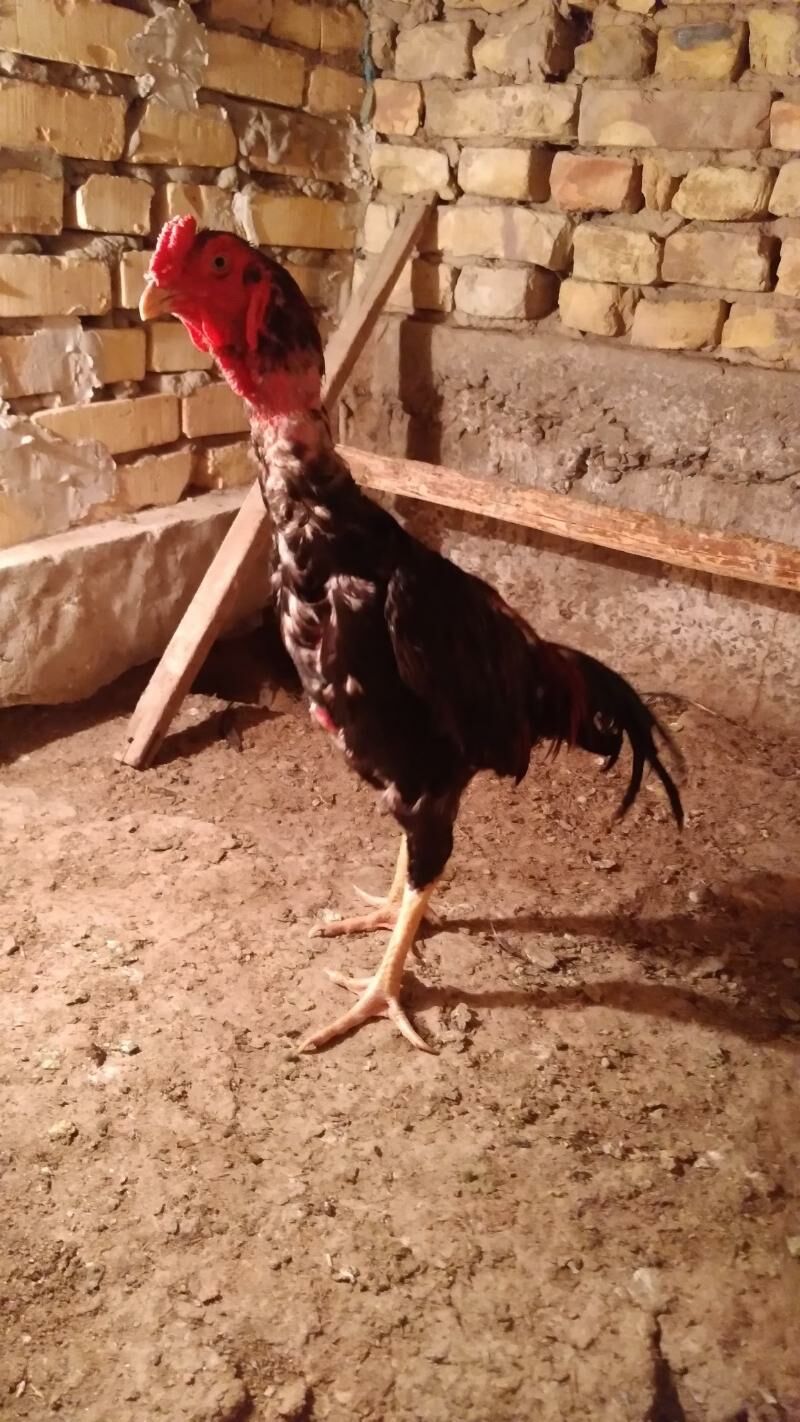 juja - Daşoguz - img 2