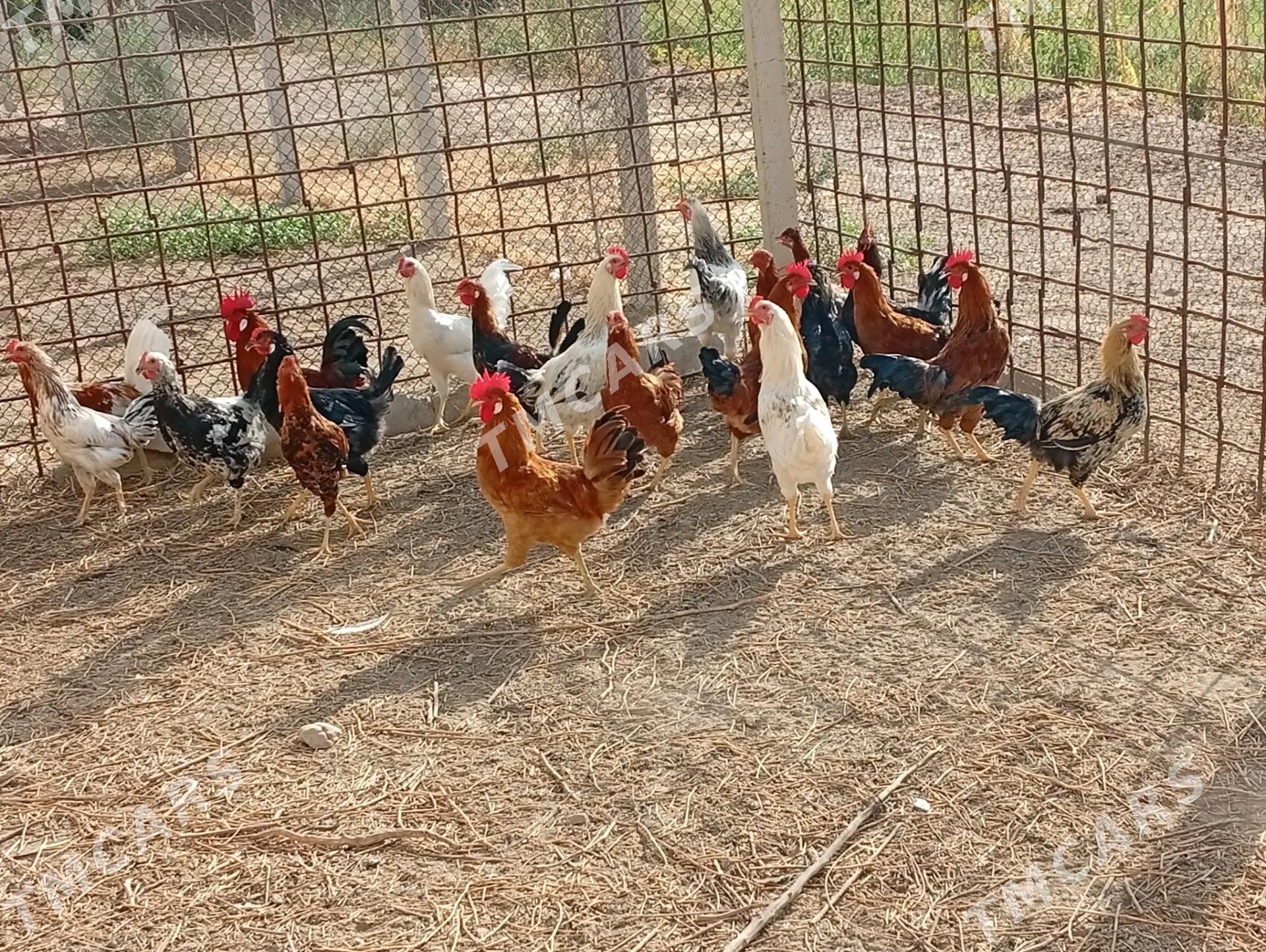 horaz - Halaç - img 2