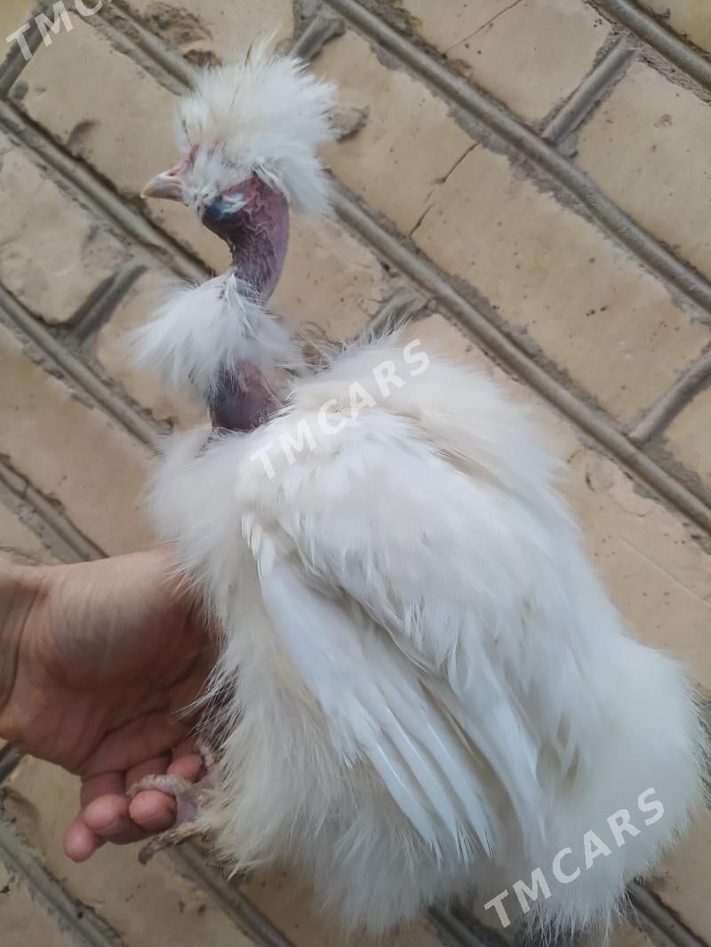 towşan tuy - Kerki - img 2