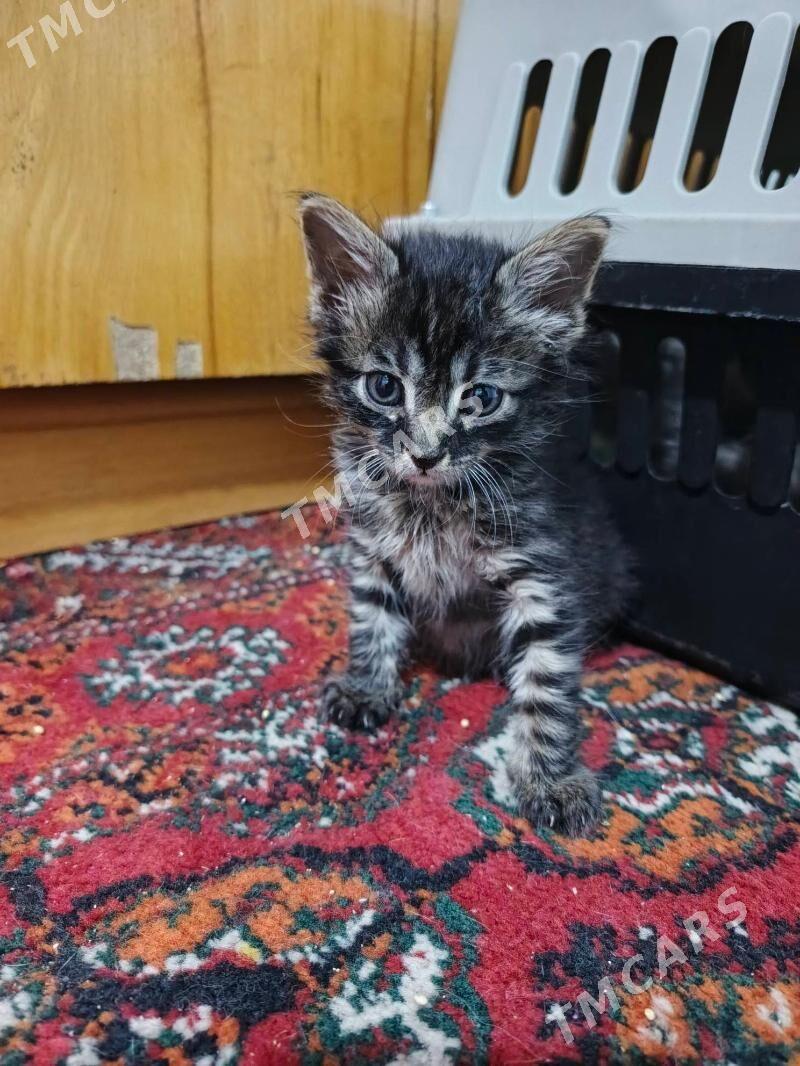 котёнок мальчик - Ашхабад - img 2