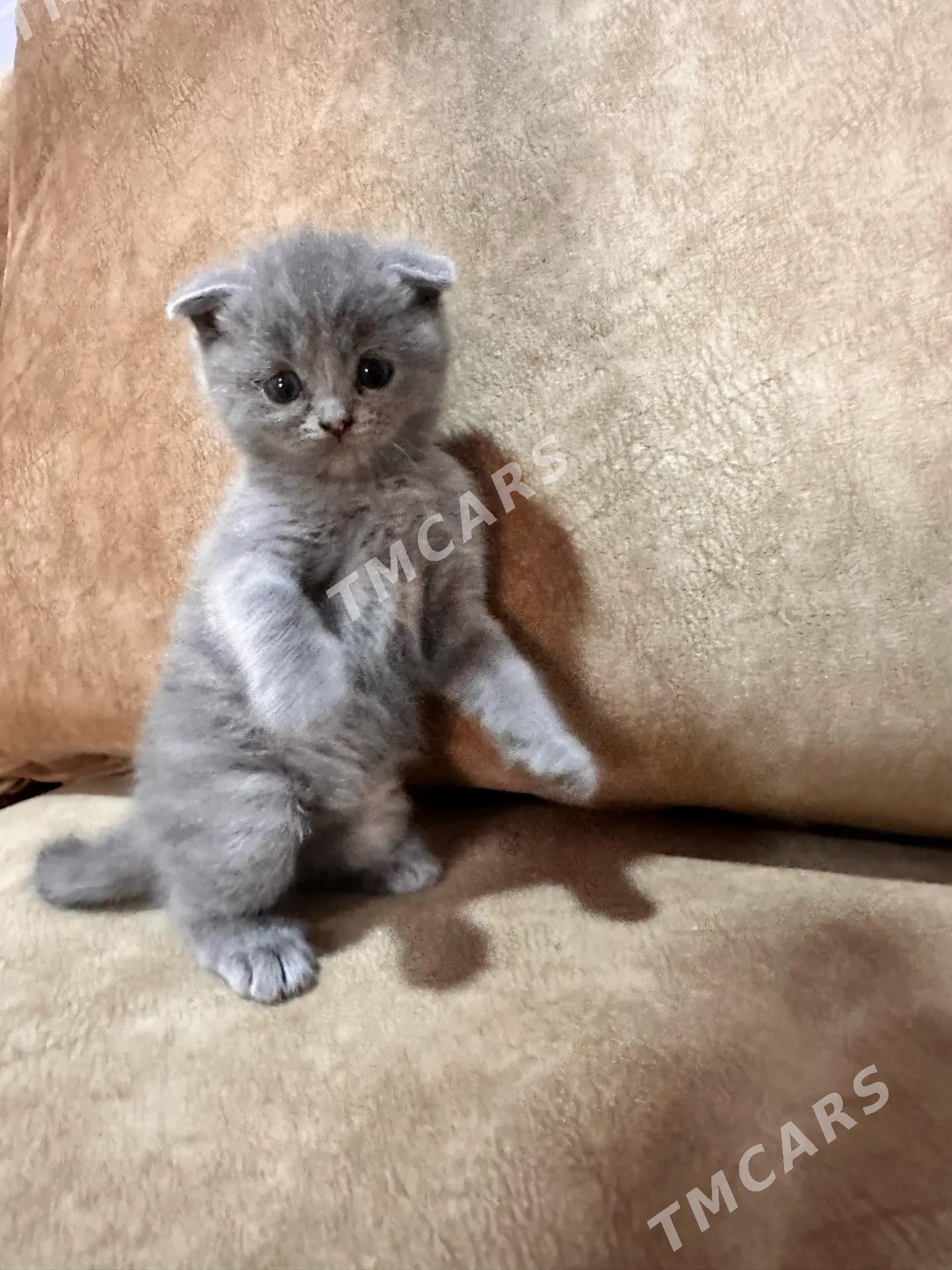 вислоухие котята - Ашхабад - img 5