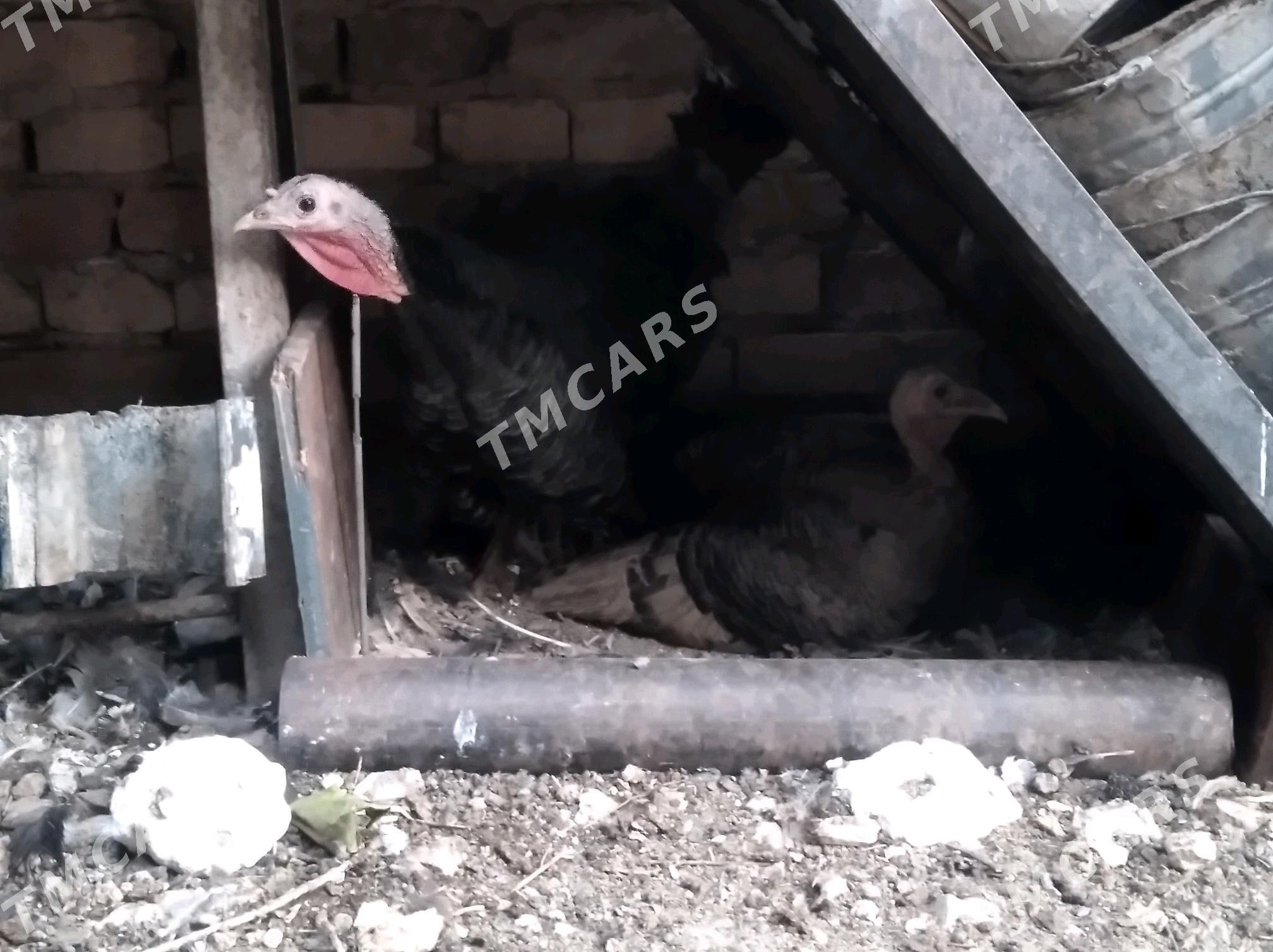 Induk.kurk - Gyzylarbat - img 2
