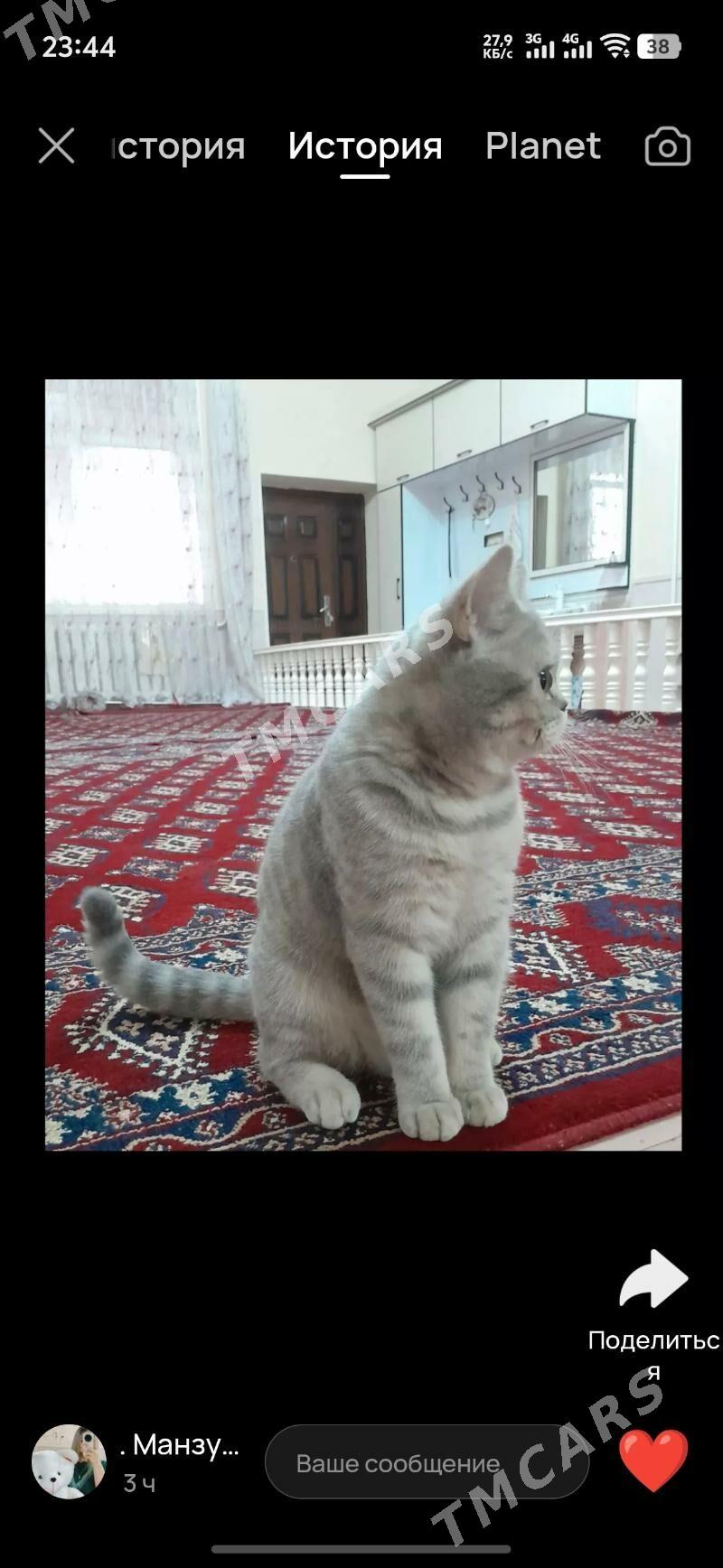 Чистокровный шотландский котят - Daşoguz - img 4