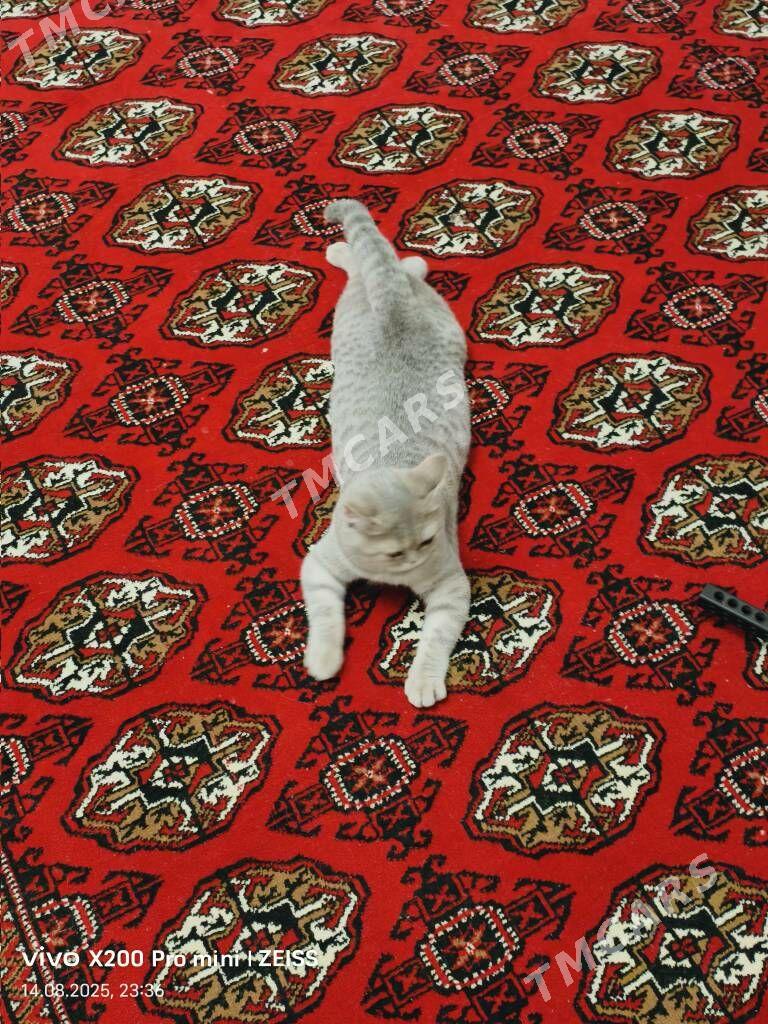 Чистокровный шотландский котят - Daşoguz - img 6