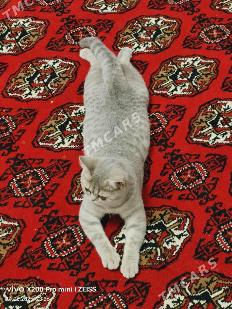 Чистокровный шотландский котят - Daşoguz - img 5