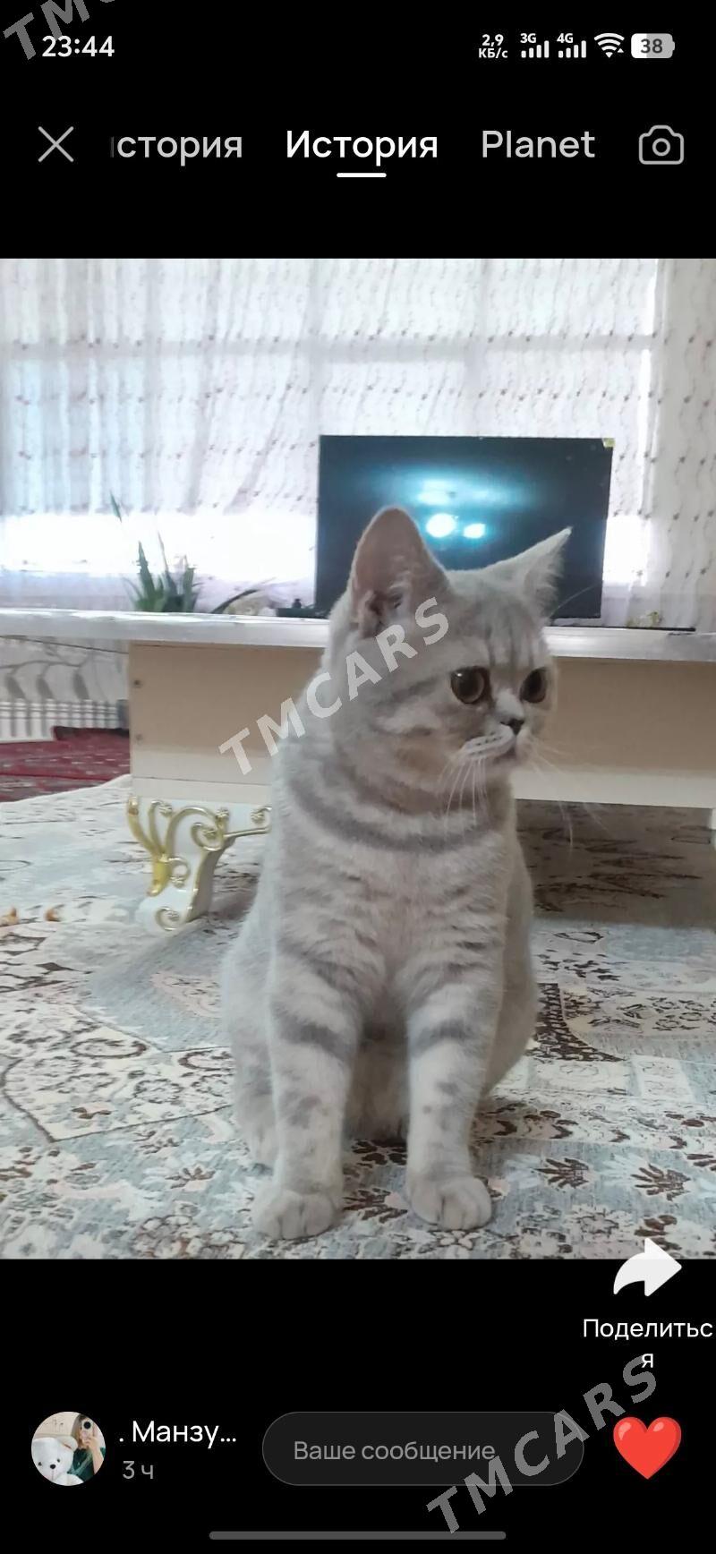 Чистокровный шотландский котят - Daşoguz - img 2