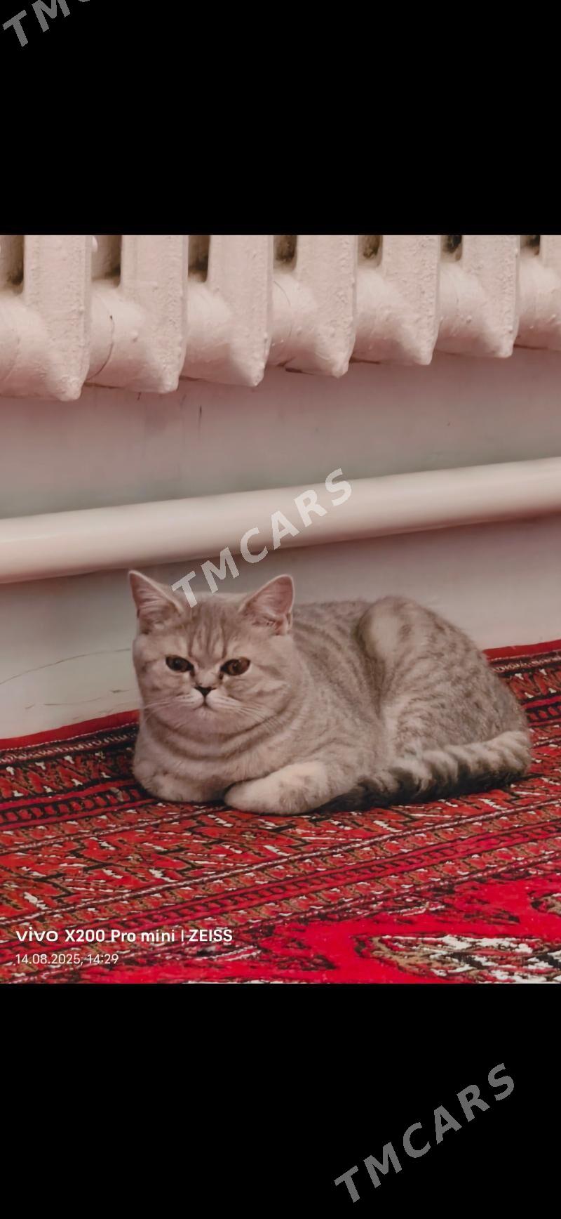 Чистокровный шотландский котят - Daşoguz - img 8