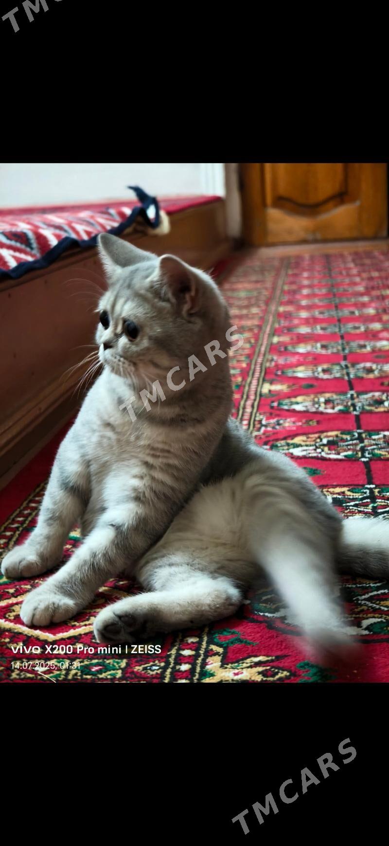 Чистокровный шотландский котят - Daşoguz - img 7