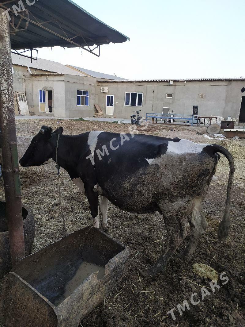 Meles - Türkmenabat - img 2