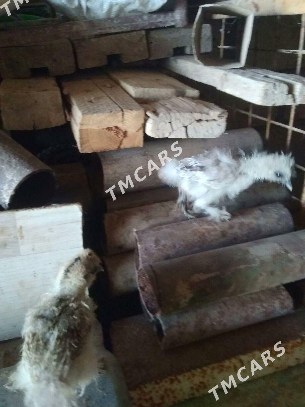 Жуже тавшон туй - Гумдаг - img 10