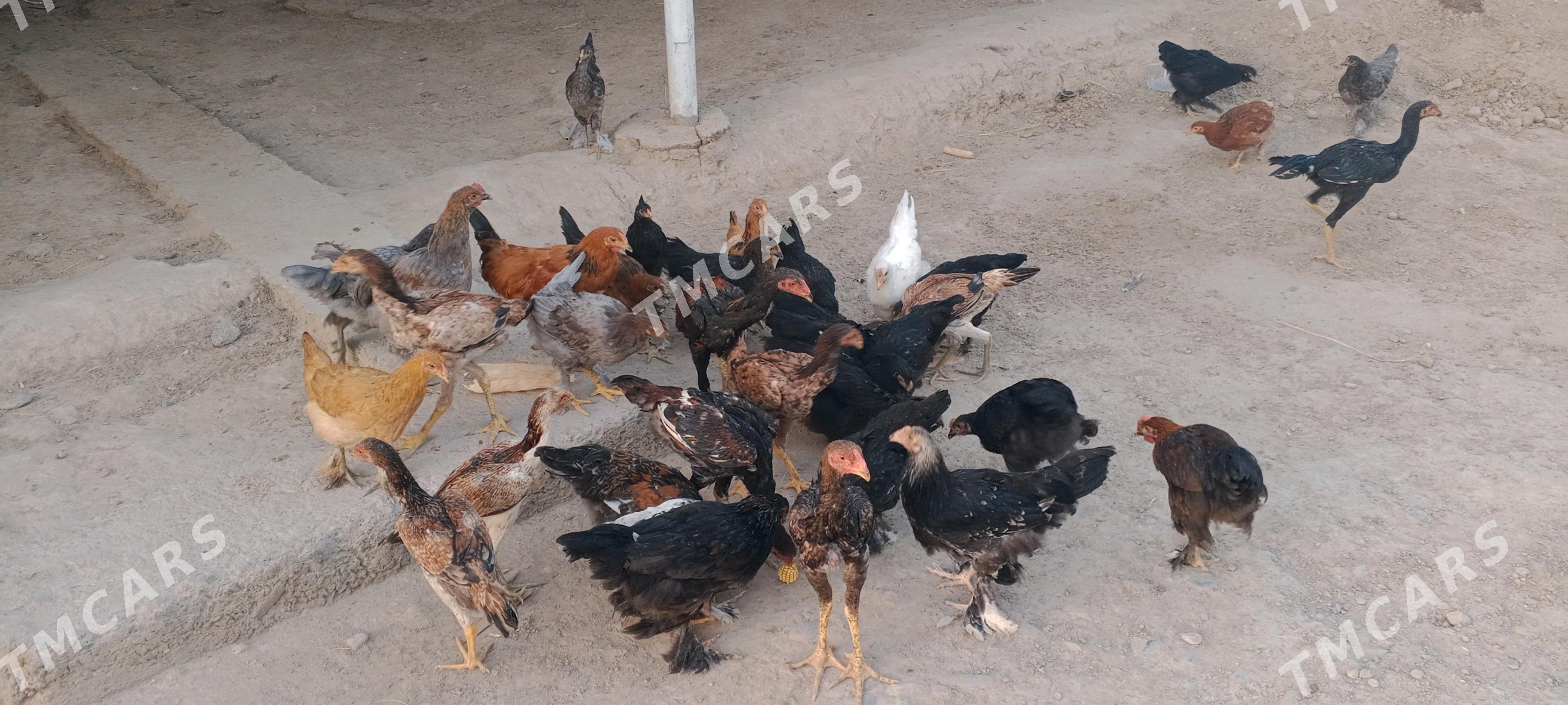 brama balgar 5aylyk - Мары - img 2