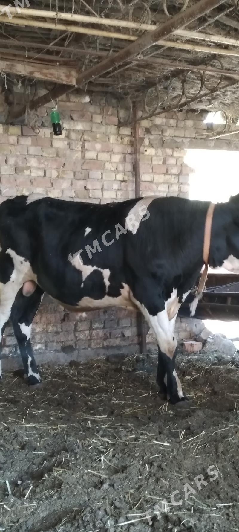 SEMİZ   ÖKUZLER - Türkmenabat - img 2