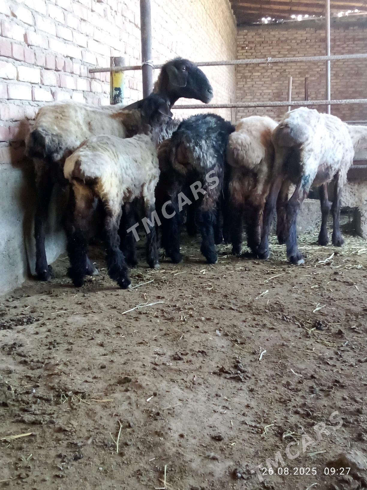Goýunlar  we Toklylar - Гёкдепе - img 2