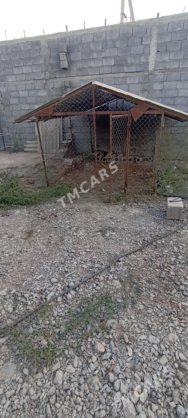 Towuk ketek - Gökdepe - img 2