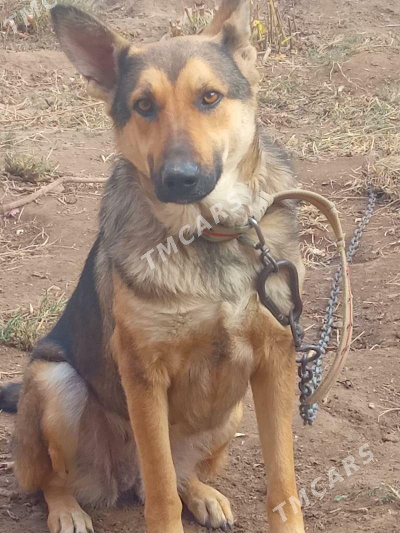 Awcarka - Daşoguz - img 2