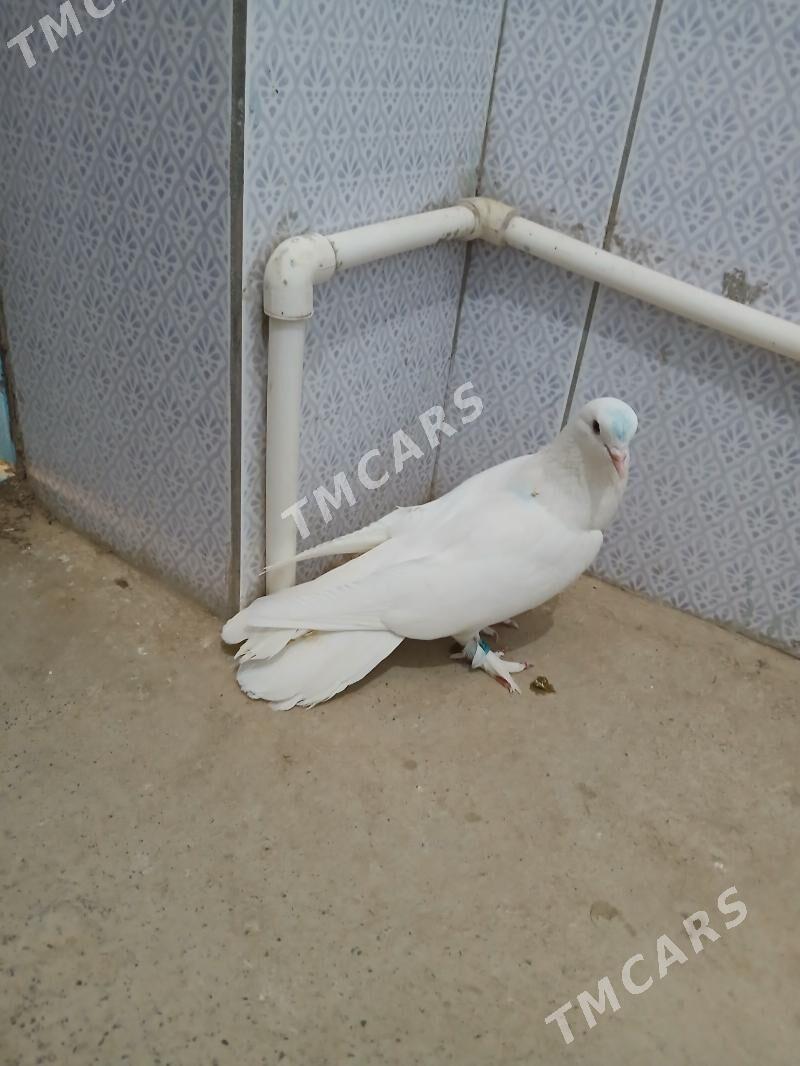 kepderi - Gyzylarbat - img 6