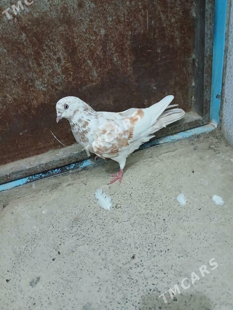 kepderi - Gyzylarbat - img 5