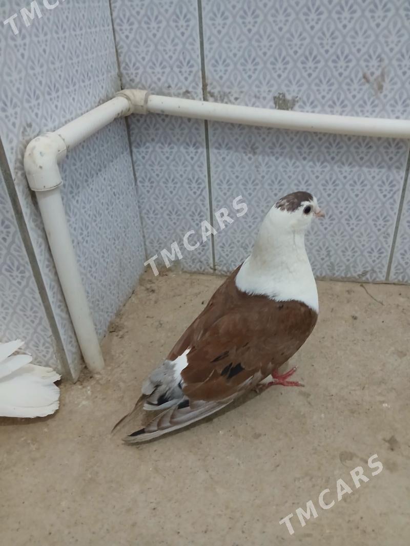 kepderi - Gyzylarbat - img 3