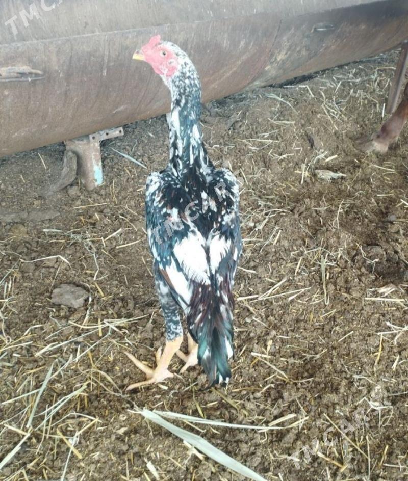 baysow jůje - Мары - img 2