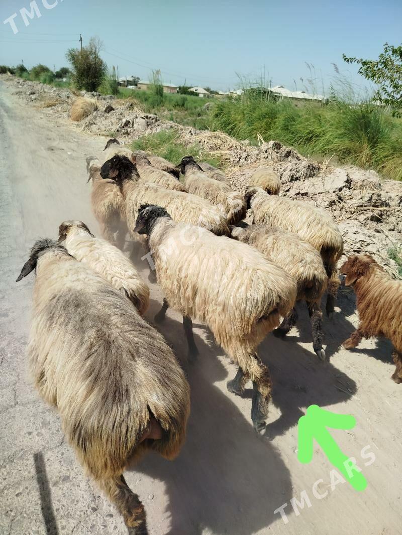 Tohumluk GOÇ - Мары - img 2