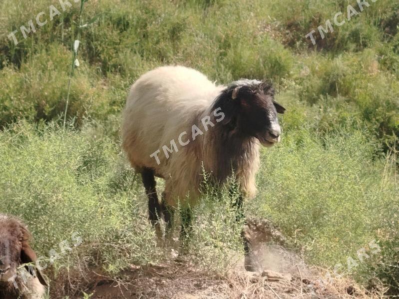 Tohumluk GOÇ - Мары - img 3
