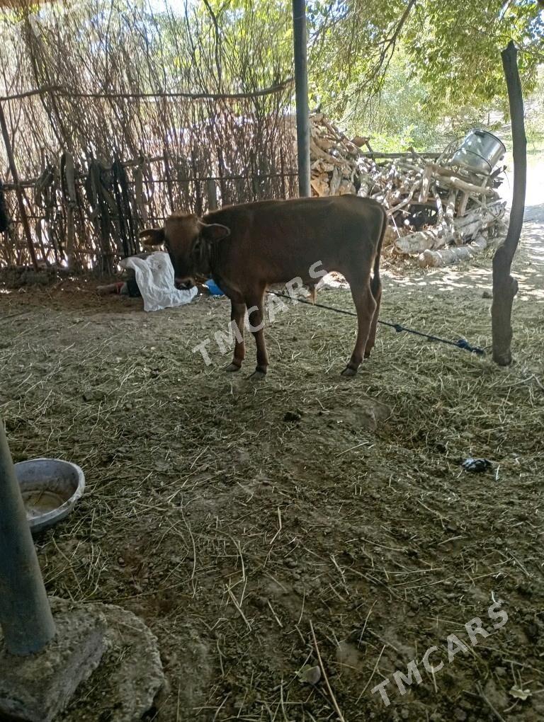 öküzçe - Sakarçäge - img 3