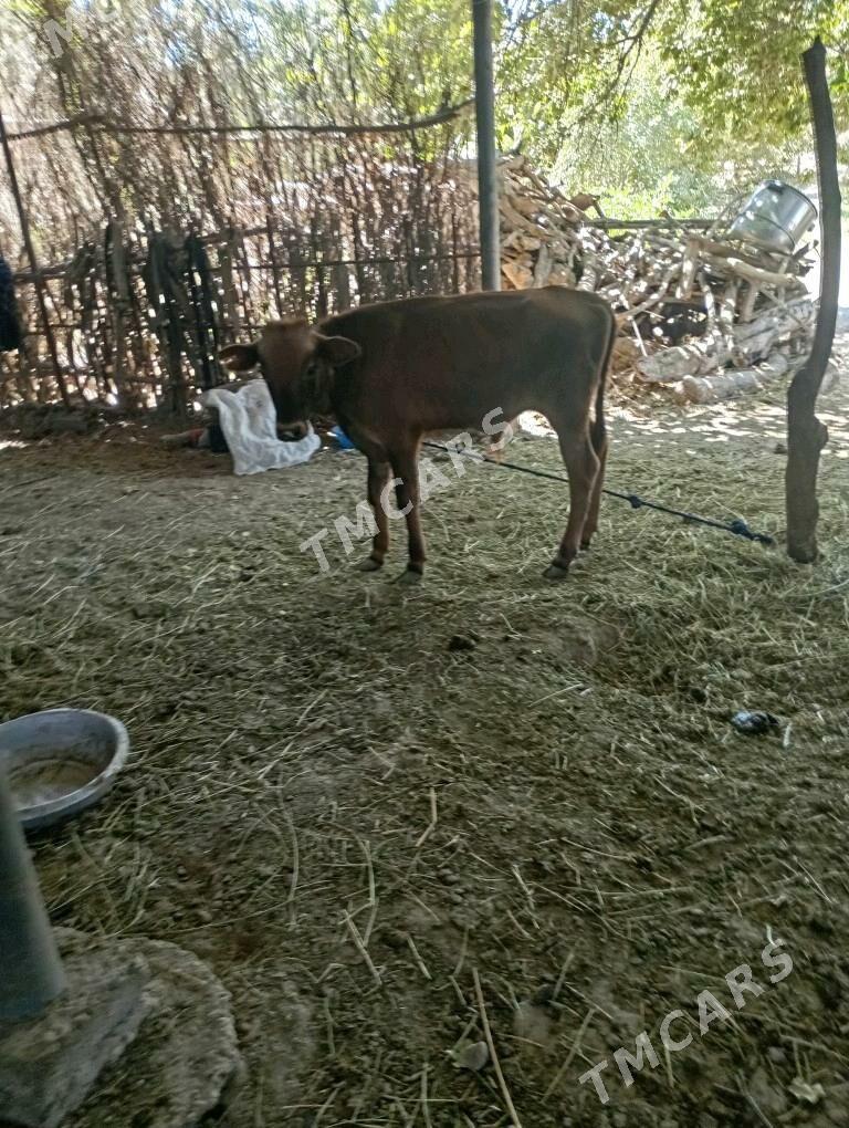 öküzçe - Sakarçäge - img 2