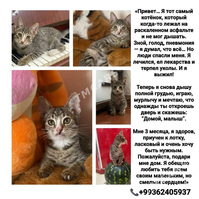 котенок - Ашхабад - img 4