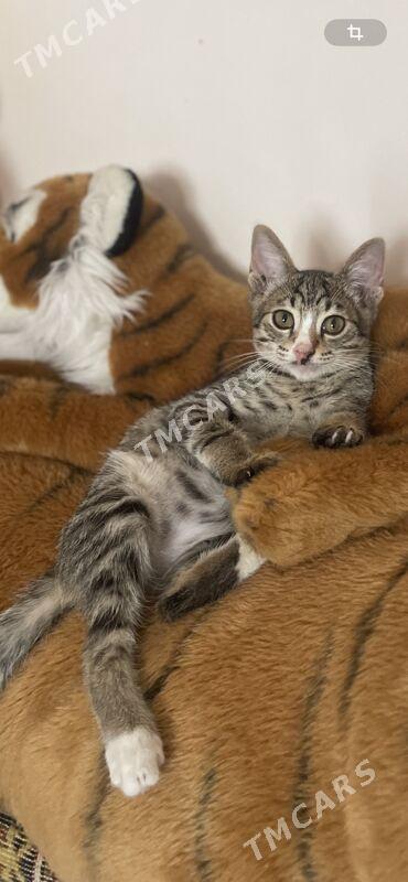 котенок - Ашхабад - img 2