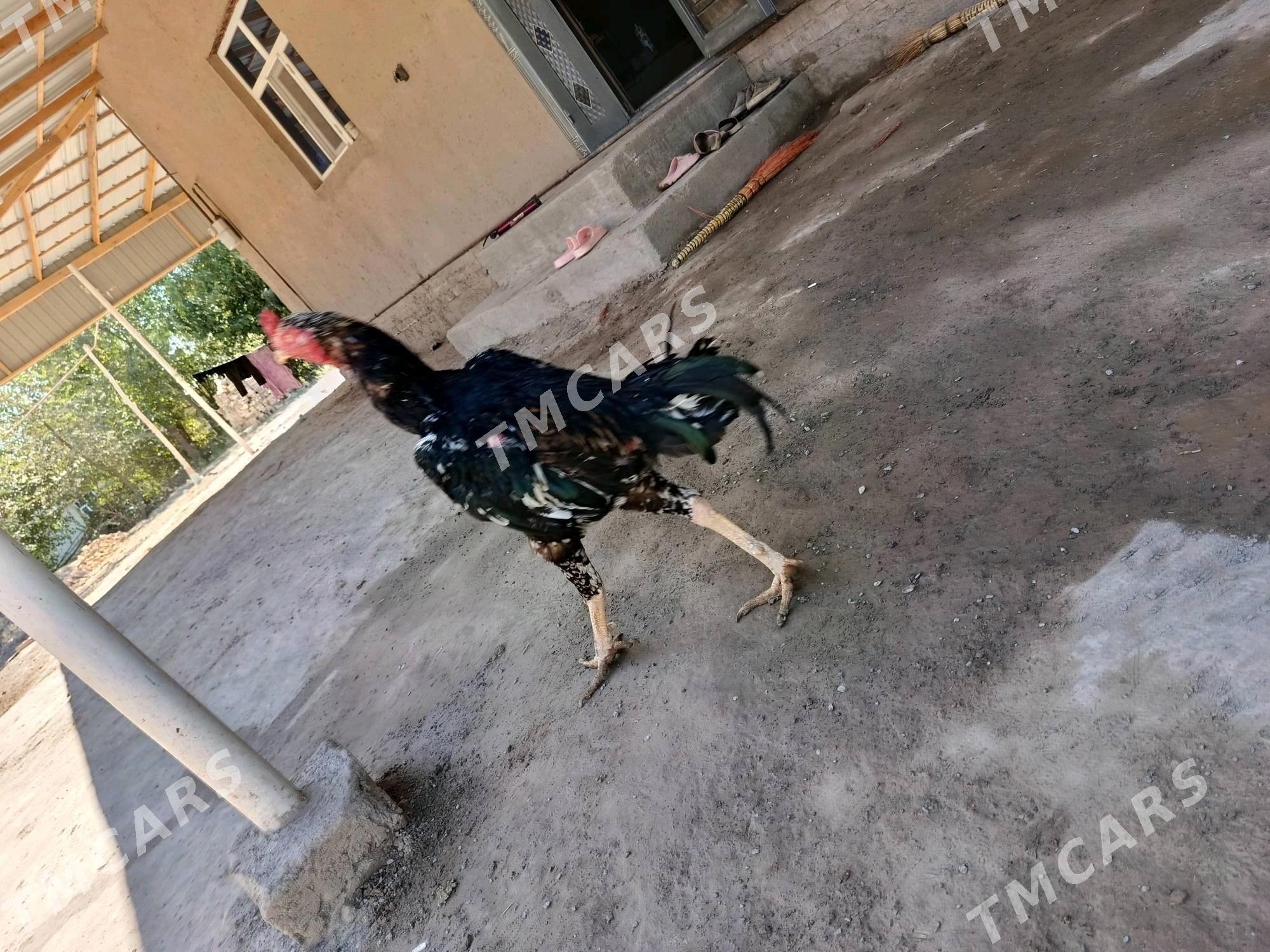 HorazHorazHoraz - Акдепе - img 2