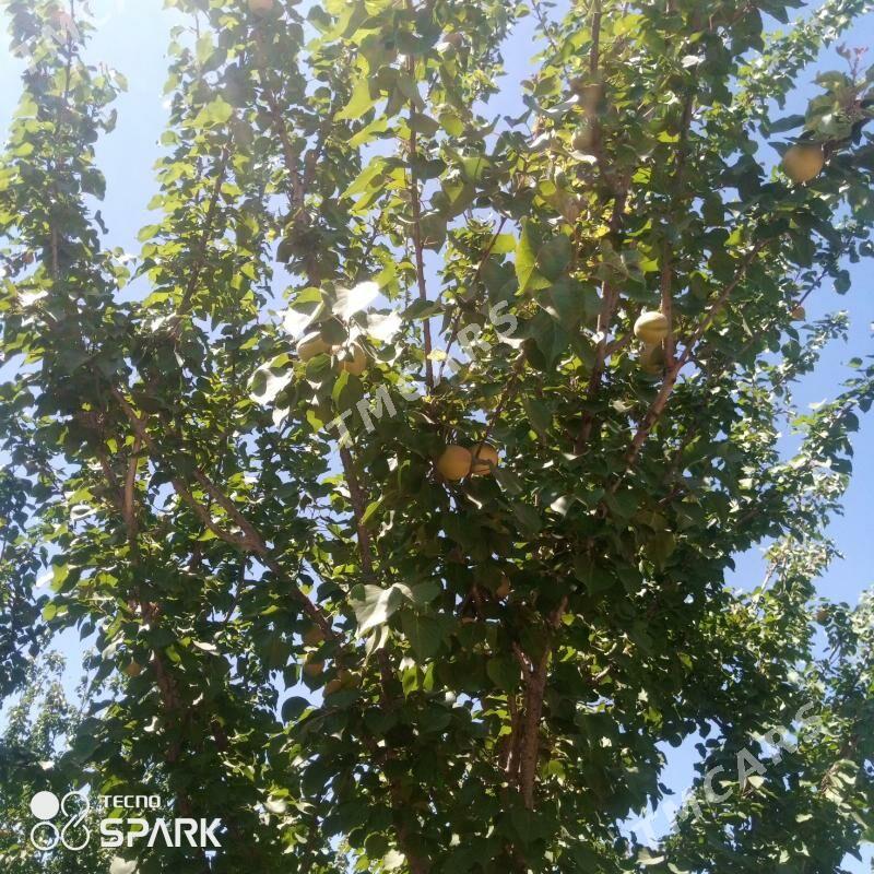 емлак - Гурбансолтан Едже - img 3