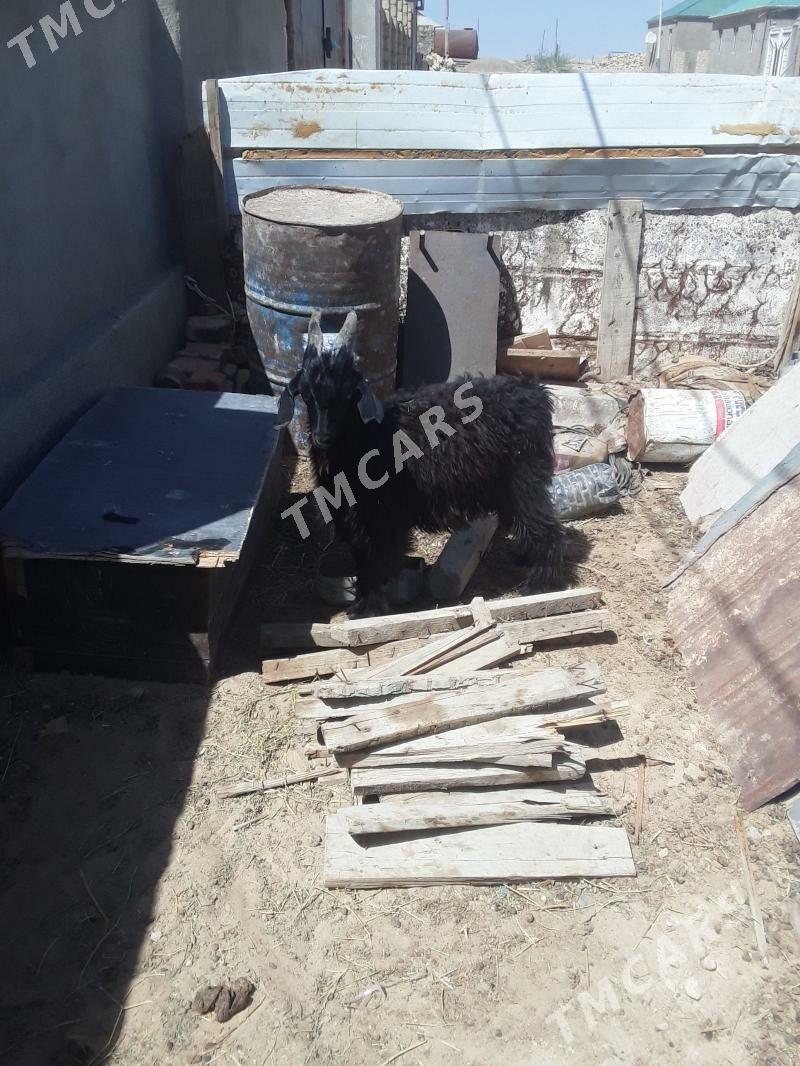 Cebis - Türkmenbaşy - img 2