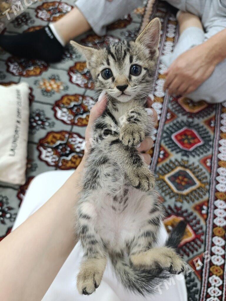 pişik - Daşoguz - img 2
