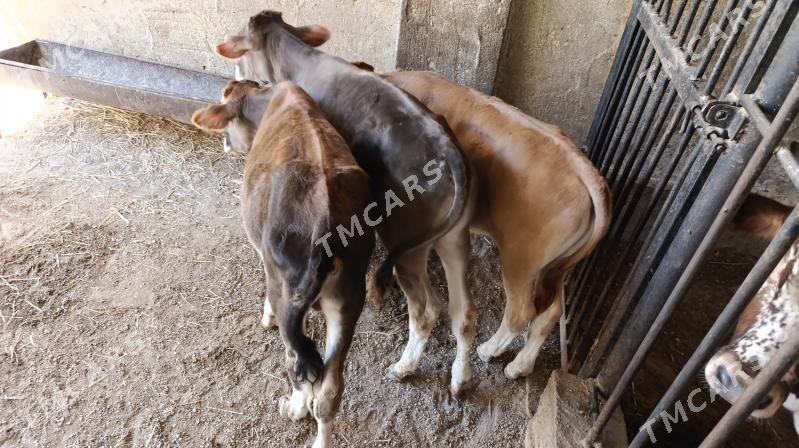 öküzçe - Balkanabat - img 2