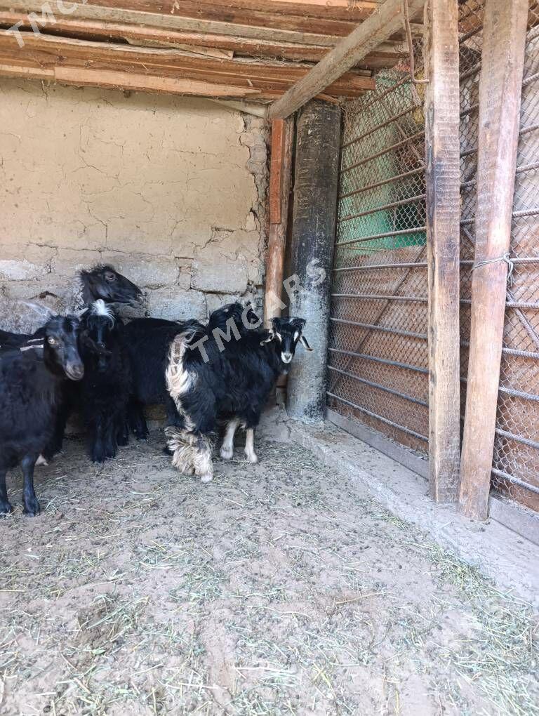 ÇEBİŞ - Hitrowka - img 9
