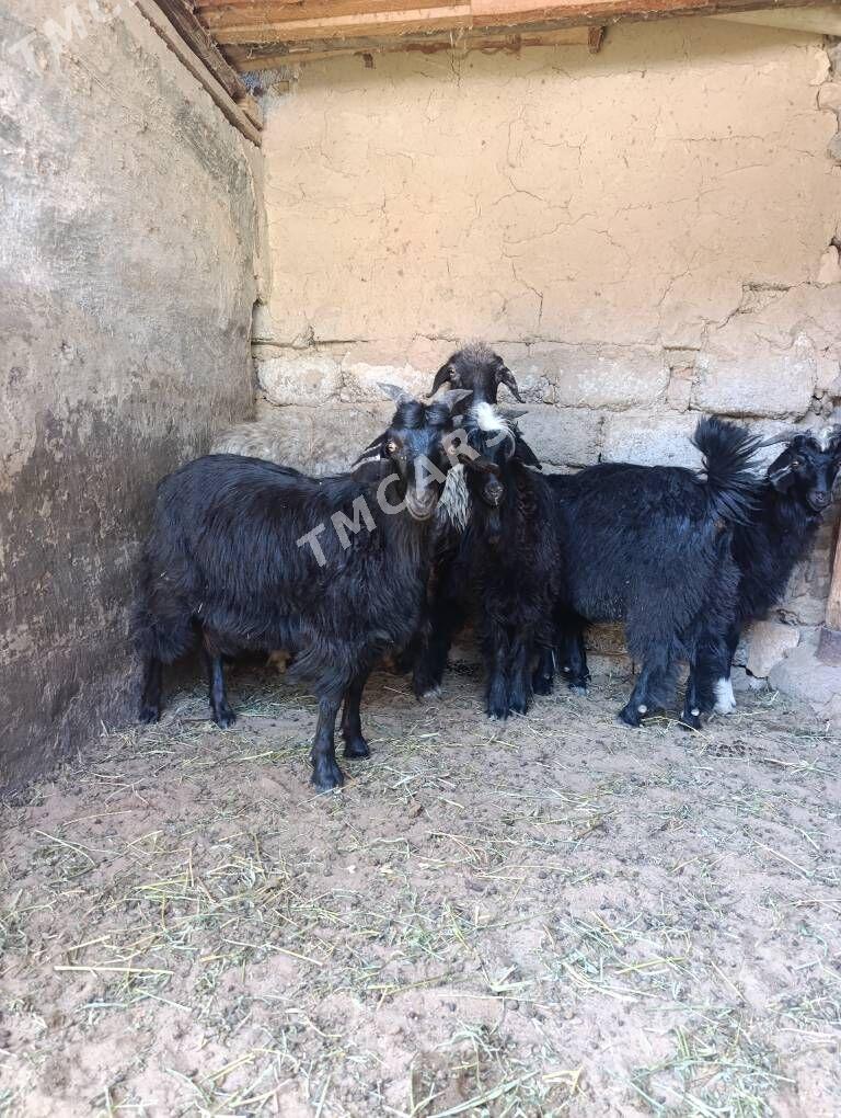 ÇEBİŞ - Hitrowka - img 4