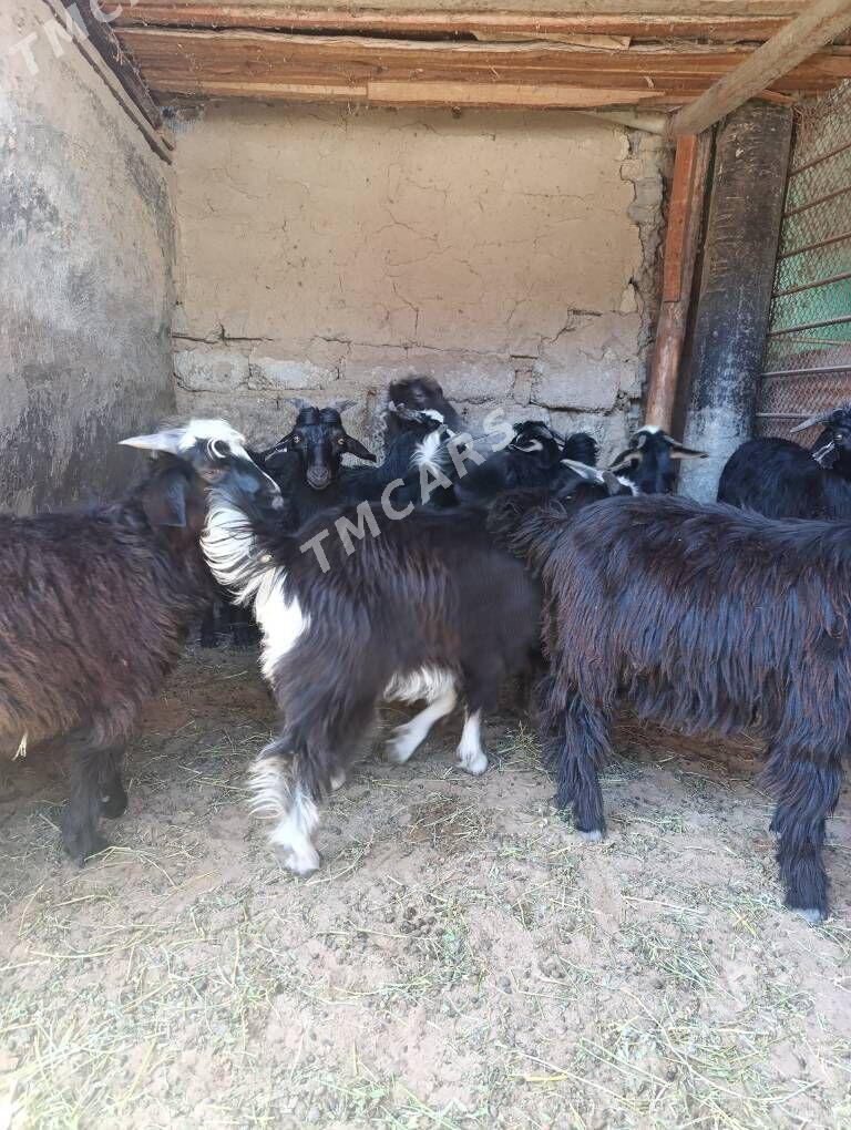 ÇEBİŞ - Hitrowka - img 6