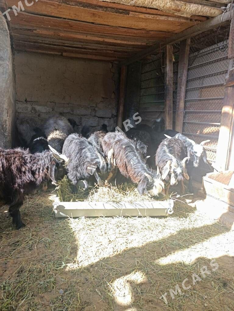 ÇEBİŞ - Hitrowka - img 2