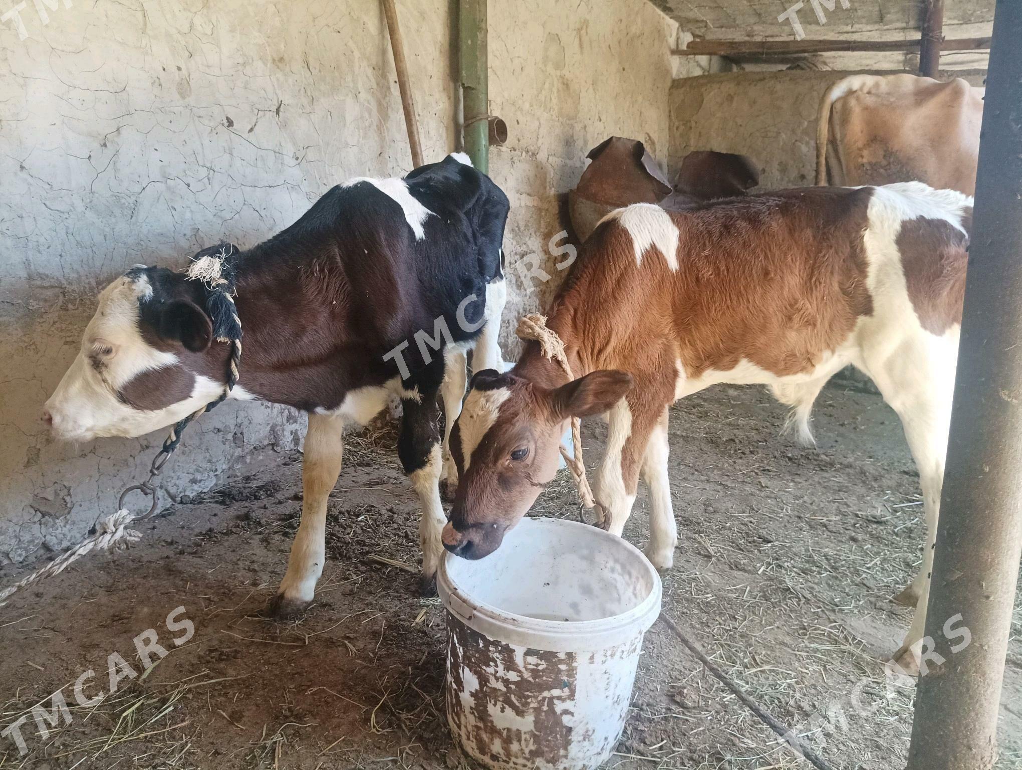 okuzçe - Büzmeýin - img 2