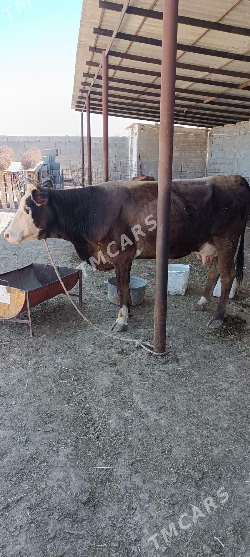 Göleli.sygyr. - Ak bugdaý etraby - img 3