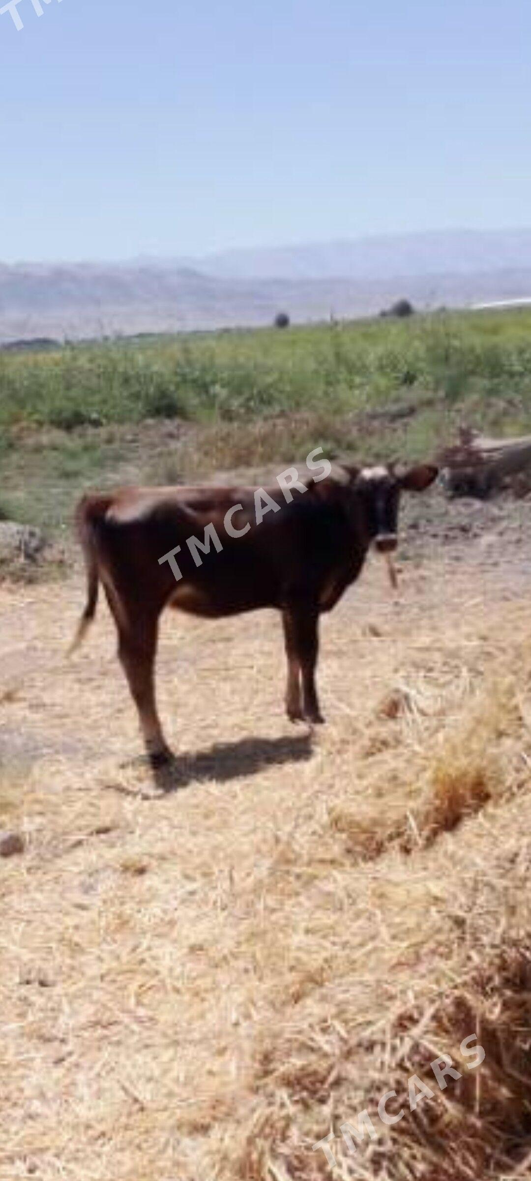 göle - Ak bugdaý etraby - img 2