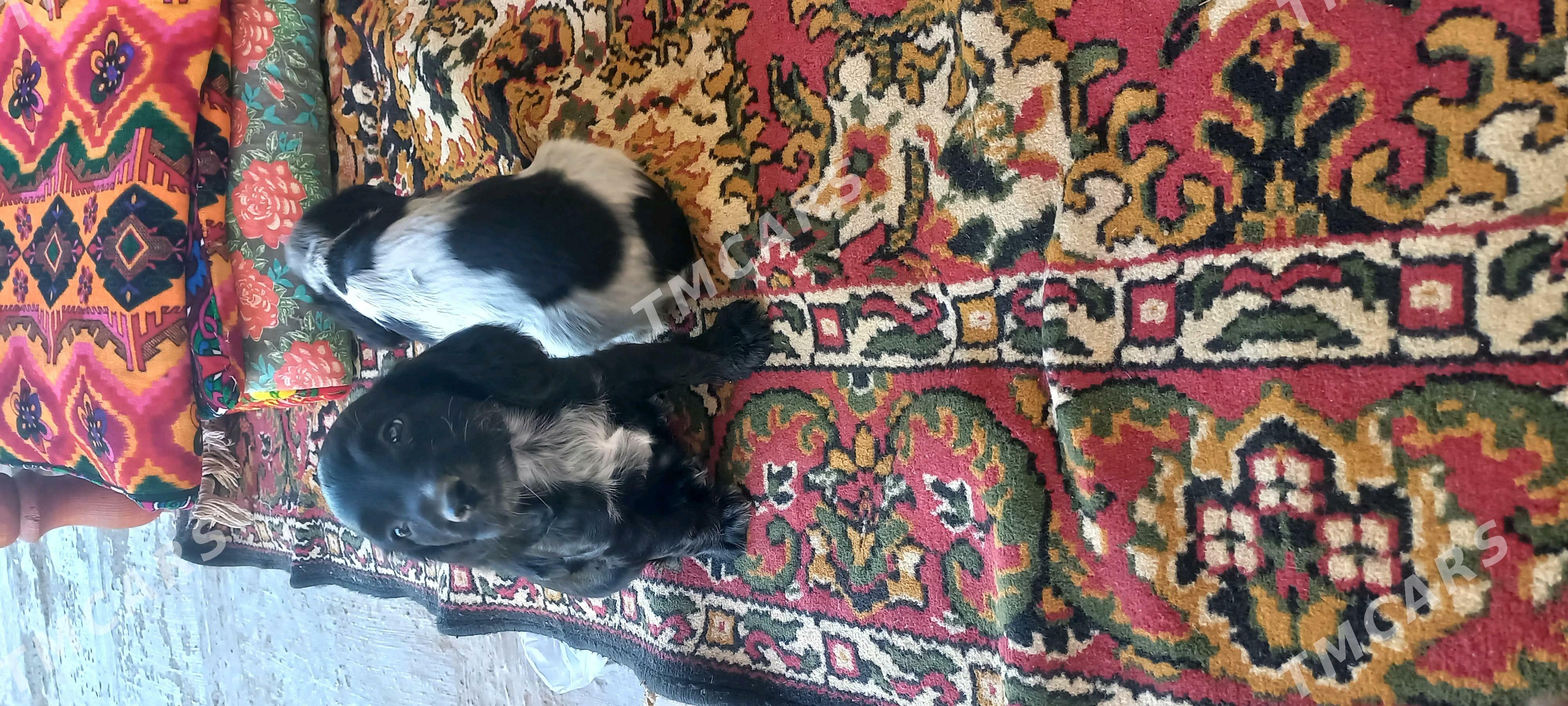 Arassa  rus  spaniel - Дашогуз - img 4