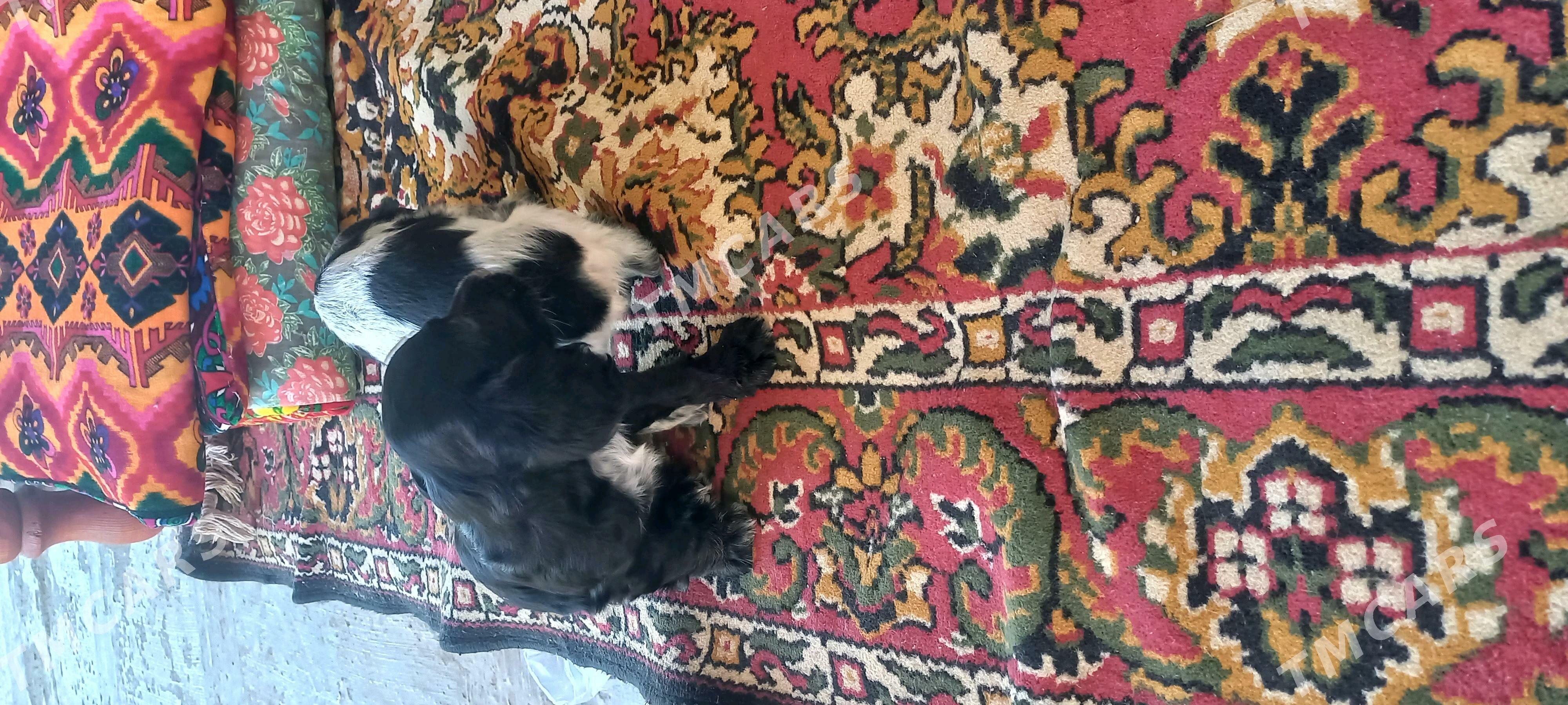 Arassa  rus  spaniel - Дашогуз - img 3