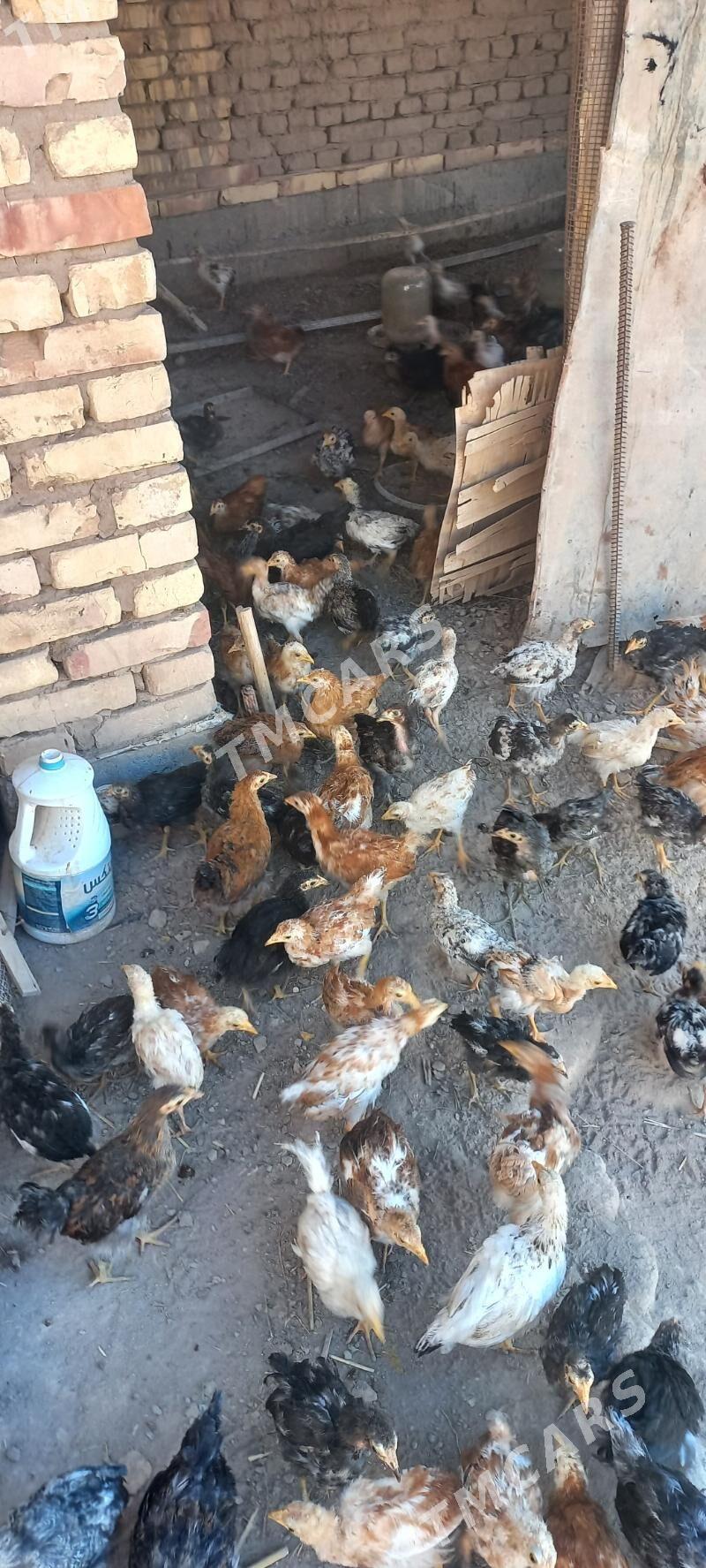 juje - Daşoguz - img 2