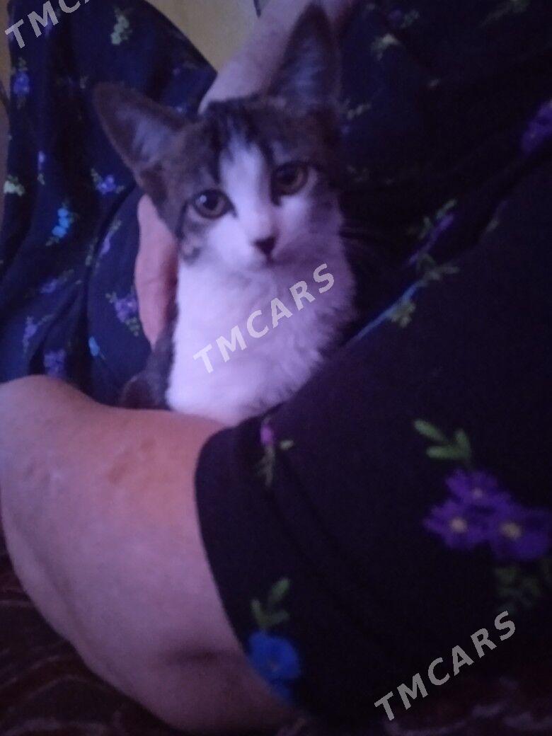 котенок - Туркменабат - img 2